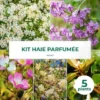 Kit Haie Parfumée - 5 Jeunes Plants - 2 Kit Haie Parfumée - 5 Jeunes Plants - -Flore Riche Soldes Magasin 15375208 1