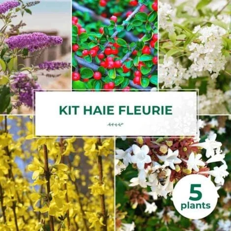 Kit Haie Fleurie - 5 Jeunes Plants - 3 Kit Haie Fleurie - 5 Jeunes Plants -
