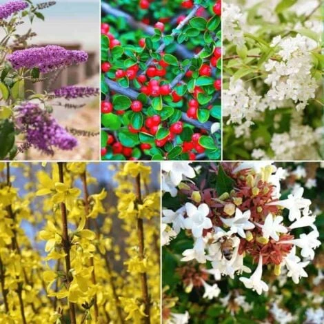 Kit Haie Fleurie - 5 Jeunes Plants - 4 Kit Haie Fleurie - 5 Jeunes Plants - – Image 2