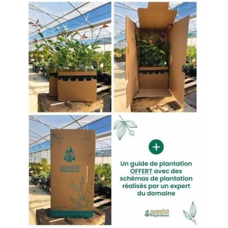 Kit Haie Fleurie - 5 Jeunes Plants - 5 Kit Haie Fleurie - 5 Jeunes Plants - – Image 3