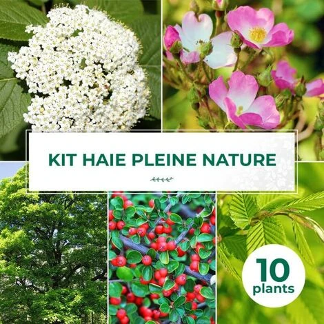 Kit Haie Pleine Nature - 10 Jeunes Plants - 3 Kit Haie Pleine Nature - 10 Jeunes Plants -