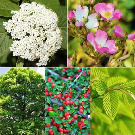 Kit Haie Pleine Nature - 10 Jeunes Plants - 4 Kit Haie Pleine Nature - 10 Jeunes Plants - – Image 2