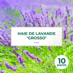 10 Lavande 'Grosso' (Lanvandula 'X Intermedia Grosso') - Haie De Lavande -