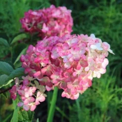 Hortensia Paniculé Fraise Melba® 'Renba' (Hydrangea Paniculata) - Godet - Taille 13/25cm