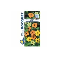 Thunbergia Alata (Suzanne Aux Yeux Noirs) Variée - 1g