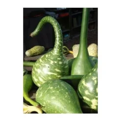 Courge Calebasse Col De Cygne - 3g