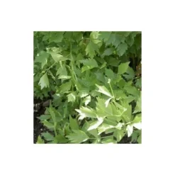 Ache De Montagne, Céleri Perpétuel - 0,5g