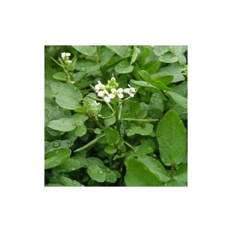 Cresson De Fontaine à Large Feuille - 2g 3 Cresson De Fontaine à Large Feuille - 2g