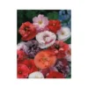 Coquelicot Double Varié - 1,5g -Flore Riche Soldes Magasin 19044532 1