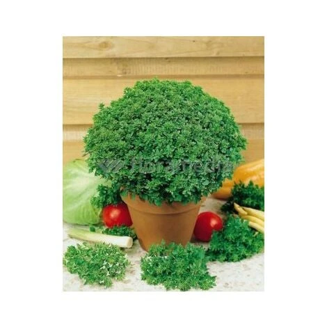 Basilic Pistou - 0,5g 3 Basilic Pistou - 0,5g