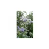 Bourrache Officinale - 2g -Flore Riche Soldes Magasin 19044660 1