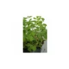 Fenugrec ( Trigonella Foenum-graecum) - 1g -Flore Riche Soldes Magasin 19044670 1