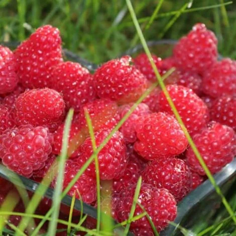Framboisier Rouge 'Malling Promise' - Conteneur 3L 4 Framboisier Rouge 'Malling Promise' - Conteneur 3L – Image 2