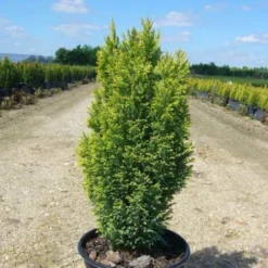 Cyprès De Lawson Lawsoniana Ellwood's Gold/Pot De 4L