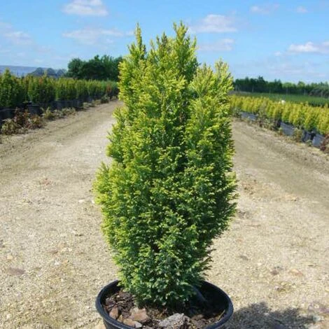 Cyprès De Lawson Lawsoniana Ellwood's Gold/Pot De 4L 3 Cyprès De Lawson Lawsoniana Ellwood's Gold/Pot De 4L