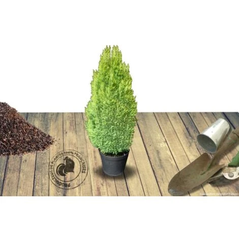 Cyprès De Lawson Lawsoniana Ellwood's Gold/Pot De 4L 4 Cyprès De Lawson Lawsoniana Ellwood's Gold/Pot De 4L – Image 2
