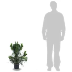 Cèdre Du Japon Japonica Cristata/Pot De 7,5L -Flore Riche Soldes Magasin 24356616 2