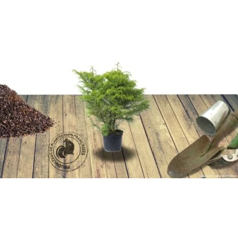 Cèdre Du Japon Japonica Elegans Viridis/Pot De 3L 4 Cèdre Du Japon Japonica Elegans Viridis/Pot De 3L – Image 2