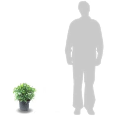 Cèdre Du Japon Japonica Elegans Viridis/Pot De 3L 5 Cèdre Du Japon Japonica Elegans Viridis/Pot De 3L – Image 3