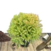 Cèdre Du Japon Japonica Globosa Nana/Pot De 12L -Flore Riche Soldes Magasin 24356625 1