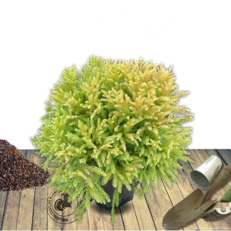 Cèdre Du Japon Japonica Globosa Nana/Pot De 12L 3 Cèdre Du Japon Japonica Globosa Nana/Pot De 12L