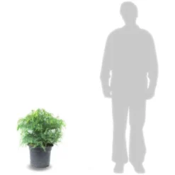 Cèdre Du Japon Japonica Globosa Nana/Pot De 12L 5 Cèdre Du Japon Japonica Globosa Nana/Pot De 12L -Flore Riche Soldes Magasin 24356625 2