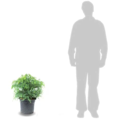 Cèdre Du Japon Japonica Globosa Nana/Pot De 12L 4 Cèdre Du Japon Japonica Globosa Nana/Pot De 12L – Image 2