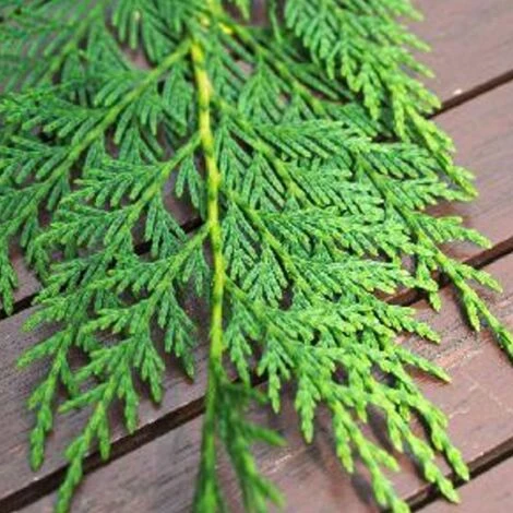 Cyprès De Leyland Leylandii/Pot De 4L 3 Cyprès De Leyland Leylandii/Pot De 4L