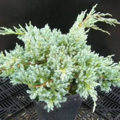 Genévrier écailleux Squamata Blue Carpet/Pot De 3L