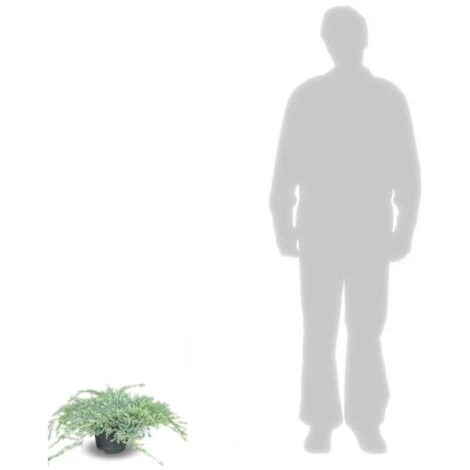 Genévrier écailleux Squamata Blue Carpet/Pot De 3L 4 Genévrier écailleux Squamata Blue Carpet/Pot De 3L – Image 2