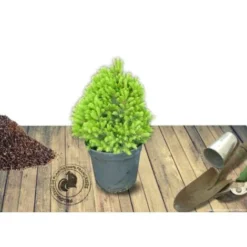 Épinette Blanche Glauca Conica/Pot De 5L 5 Épinette Blanche Glauca Conica/Pot De 5L -Flore Riche Soldes Magasin 24356699 2