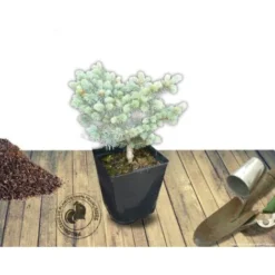 Épicéa Bleu Pungens Glauca Globosa/Pot De 5L -Flore Riche Soldes Magasin 24356701 2