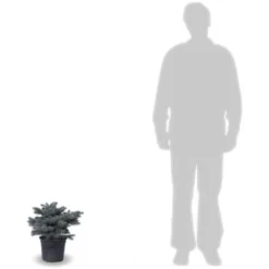 Épicéa Bleu Pungens Glauca Globosa/Pot De 5L -Flore Riche Soldes Magasin 24356701 3