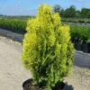 Thuya Du Canada Orientalis Semperaurea/Pot De 7,5L -Flore Riche Soldes Magasin 24357002 1
