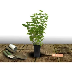 Groseillier à Grappes Rubrum Jonkeer Van Tets/Pot De 3L -Flore Riche Soldes Magasin 24357047 2