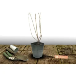 Groseillier à Grappes Rubrum Jonkeer Van Tets/Pot De 3L -Flore Riche Soldes Magasin 24357047 3