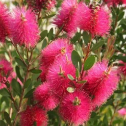 Rince -Flore Riche Soldes Magasin 24357774 2