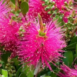 Rince -Flore Riche Soldes Magasin 24357774 3