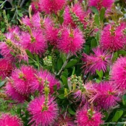 Rince -Flore Riche Soldes Magasin 24357774 5