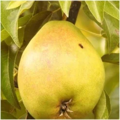 Poirier Communis Bon Chretien William/Pot De 10L 8 Poirier Communis Bon Chretien William/Pot De 10L -Flore Riche Soldes Magasin 24358442 2