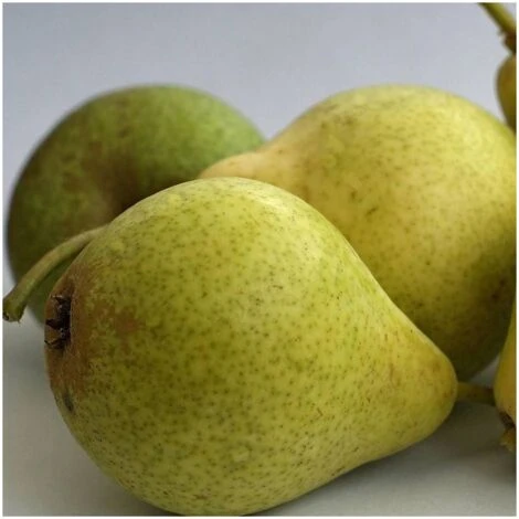 Poirier Communis Bon Chretien William/Pot De 10L 5 Poirier Communis Bon Chretien William/Pot De 10L – Image 3