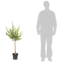 Poirier Communis Bon Chretien William/Pot De 10L 11 Poirier Communis Bon Chretien William/Pot De 10L -Flore Riche Soldes Magasin 24358442 5