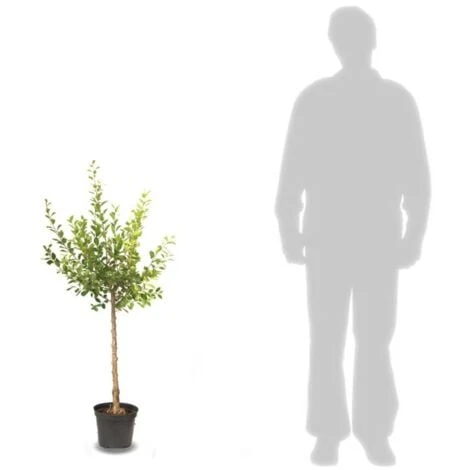 Poirier Communis Bon Chretien William/Pot De 10L 7 Poirier Communis Bon Chretien William/Pot De 10L – Image 5