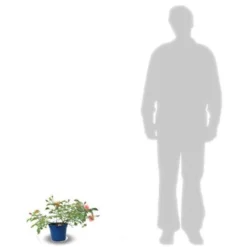 Rosier Arbustif Decorosier® Calizia® 'noa 97200 A'/Pot De 2 L