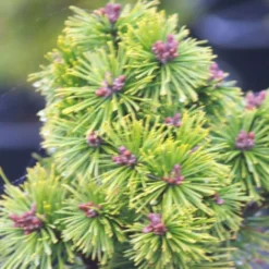 Pin De Montagne Mugo Mops/Pot De 5L