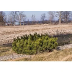 Pin De Montagne Mugo Var. Pumilio/Pot De 3L -Flore Riche Soldes Magasin 24359104 2