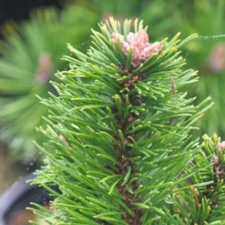 Pin De Montagne Mugo Var. Pumilio/Pot De 3L -Flore Riche Soldes Magasin 24359104 4