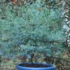 Eucalyptus Gunni France Bleu® 'Rengun'/Pot De 7,5L -Flore Riche Soldes Magasin 24359224 1
