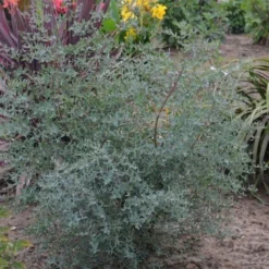 Eucalyptus Gunni France Bleu® 'Rengun'/Pot De 7,5L -Flore Riche Soldes Magasin 24359224 2