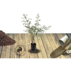 Eucalyptus Gunni France Bleu® 'Rengun'/Pot De 7,5L -Flore Riche Soldes Magasin 24359224 4